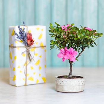 Small Ficus bonsai ginseng retusa flower plant in pot