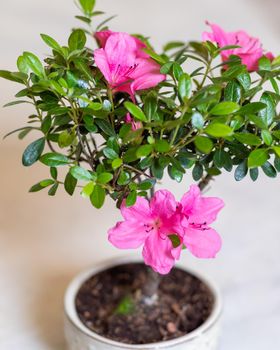 Small Ficus bonsai ginseng retusa flower close up