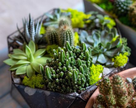 Beautiful terrarium cactus close up
