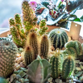 Beautiful terrarium cactus close up