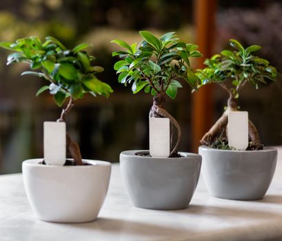 Ginkgo Bonsai Tree in the pots