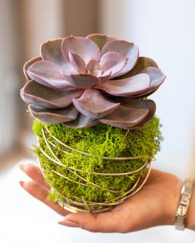 Succulent terrarium on the hand close up