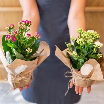 Florist woman holding Kalanchoe, Widow's-thrill