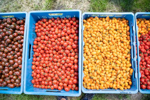 freshly picked yellow and red tomatoes in a crate.