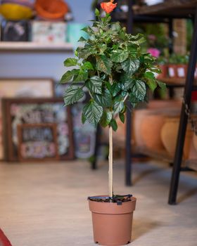 Ficus Moclame - Indian Laurel at the garden shop