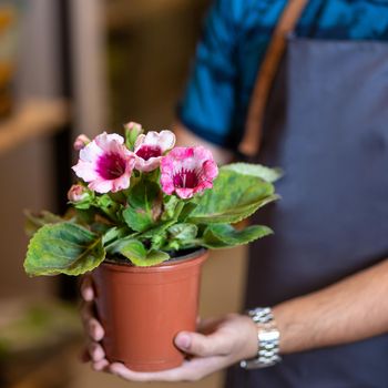 Gardener holding flower plant