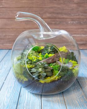 Terrarium, sand, rock, succulent, cactus, moss in the glass