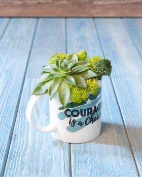 Terrarium, sand, rock, succulent, cactus, moss in the mug, cup