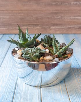 Terrarium, sand, rock, succulent, cactus, moss in the shiny pot