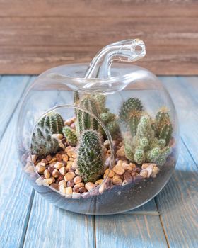 Terrarium, sand, rock, succulent, cactus, moss in the glass