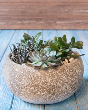 Terrarium, sand, rock, succulent, cactus, moss in the ceramic pot