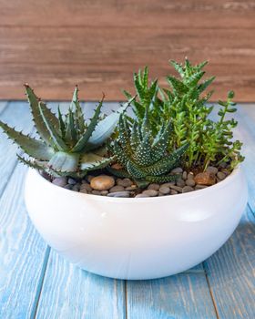 Terrarium, sand, rock, succulent, cactus, moss in the white ceramic pot