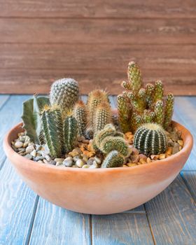 Terrarium, sand, rock, succulent, cactus, moss in the red ceramic pot