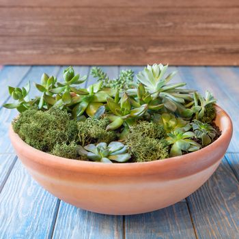 Terrarium, sand, rock, succulent, cactus, moss in the red ceramic pot