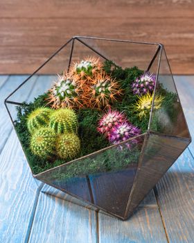 Terrarium, sand, rock, succulent, painted cactus, moss in the glass