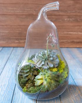Terrarium, sand, rock, succulent, cactus, moss in the glass