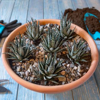 Terrarium, sand, rock, succulent, cactus, moss in the ceramic pot, gloves, shovel