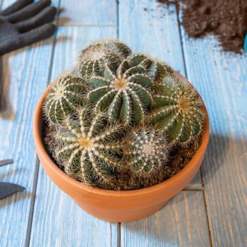 Cactuses in the red ceramic pot, gloves, shovel