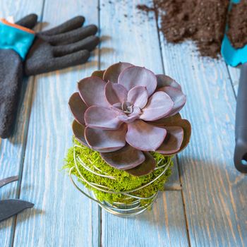 Terrarium, sand, rock, succulent, cactus, moss in the mug, cup, gloves, shovel