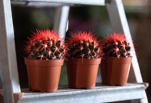 Red cactuses in the showcase