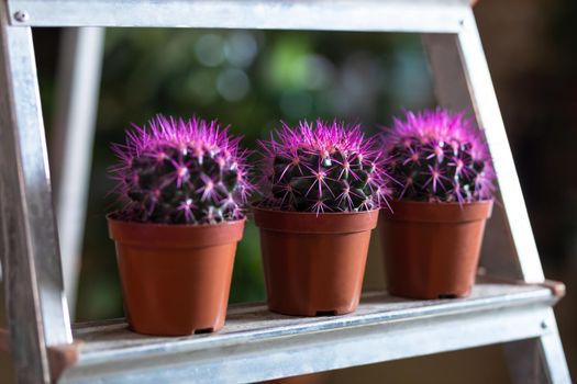 Purple cactuses in the showcase