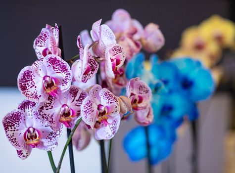 Colorful Moth orchids, Phalaenopsis in the pot, painted orchid close up