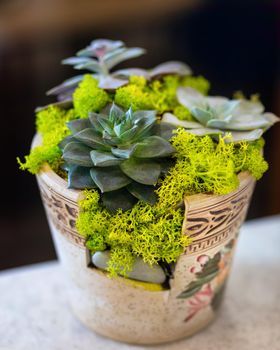 Creative terrarium plant in the vintage moss pot