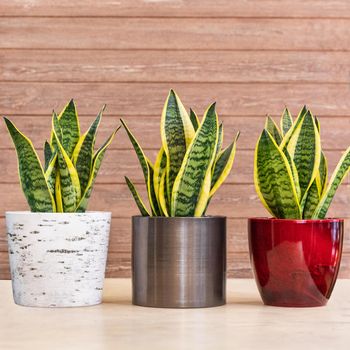 Sansevieria trifasciata Laurentii - Variegated Snake Plant in the pot