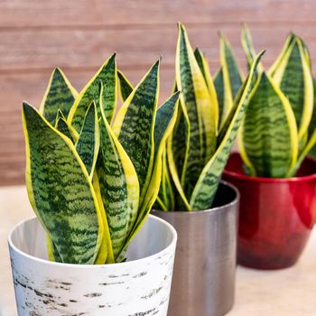 Sansevieria trifasciata Laurentii - Variegated Snake Plant in the pot close up