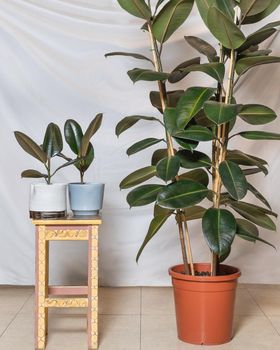 Small and big Rubber fig, Ficus elastica in the pot with white background