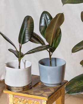 Small Rubber fig, Ficus elastica in the pot with white background