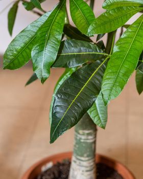 Guiana Chestnut Malvaceae, money tree leaves close up