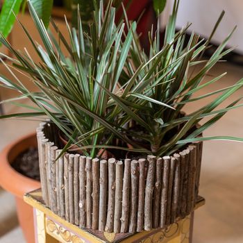 Dracaena draco, Dragon tree in the wooden pot