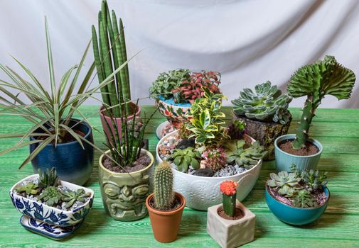 Sansevieria cylindrica Straight - Cylindrical Snake Plant, Sansevieria Fernwood Mikado, Moon Cactus, Dracaena draco, terrarium. succulents on the green table