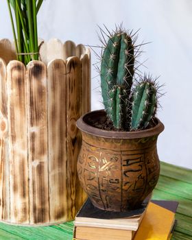 Echinocereus cactus in metal pot