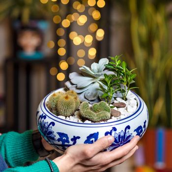 Man holding Terrarium plant with bokeh background