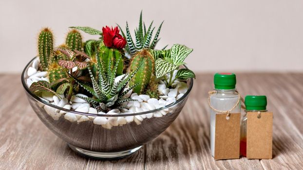 Terrarium plant with plant drug, vitamin