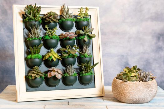 Succulents on the wall plate with terrarium in the ceramic pot