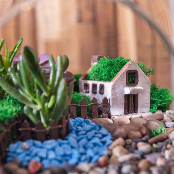 Terrarium plant, decor home close up