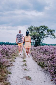 Blooming heather field in the Netherlands near Hilversum Veluwe Zuiderheide, blooming pink purple heather fields in the morniong with mist and fog during sunrise Netherlands Europe