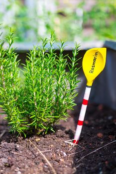 Aromatic and healthy herbs growing in a raised bed in the own garden. Rosemary