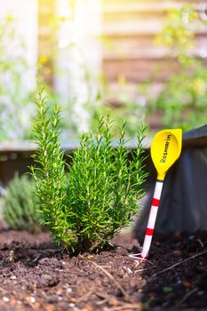 Aromatic and healthy herbs growing in a raised bed in the own garden. Rosemary