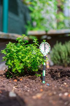 Aromatic and healthy herbs growing in a raised bed in the own garden. Thymine