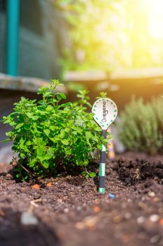 Aromatic and healthy herbs growing in a raised bed in the own garden. Thymine