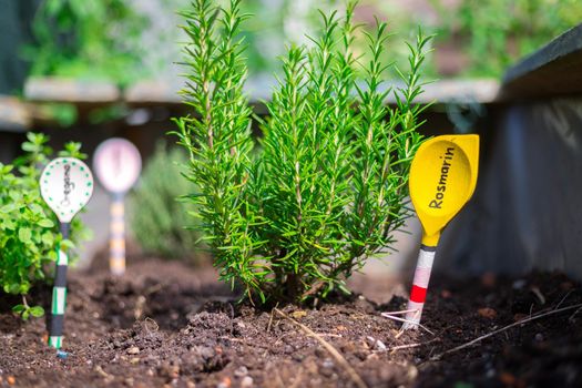 Aromatic and healthy herbs growing in a raised bed in the own garden. Rosemary