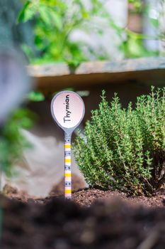 Aromatic and healthy herbs growing in a raised bed in the own garden. Thymine