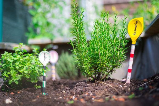 Aromatic and healthy herbs growing in a raised bed in the own garden. Rosemary