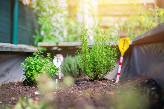 Aromatic and healthy herbs growing in a raised bed in the own garden. Rosemary