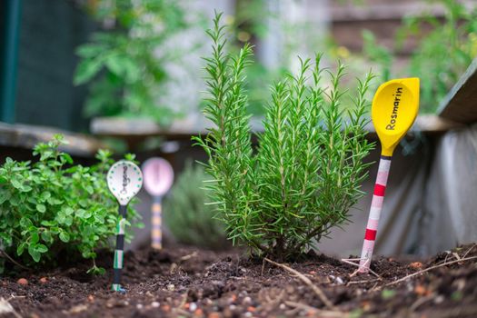Aromatic and healthy herbs growing in a raised bed in the own garden. Rosemary