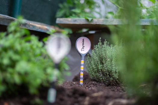Aromatic and healthy herbs growing in a raised bed in the own garden. Thymine